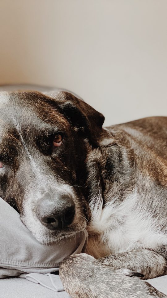 brown and white short coated dog lying on gray textile