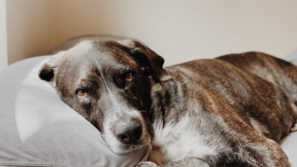 brown and white short coated dog lying on gray textile